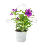 Vinca Minor Km0 Morado