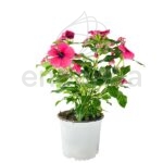 Vinca Minor Km0 Rosa