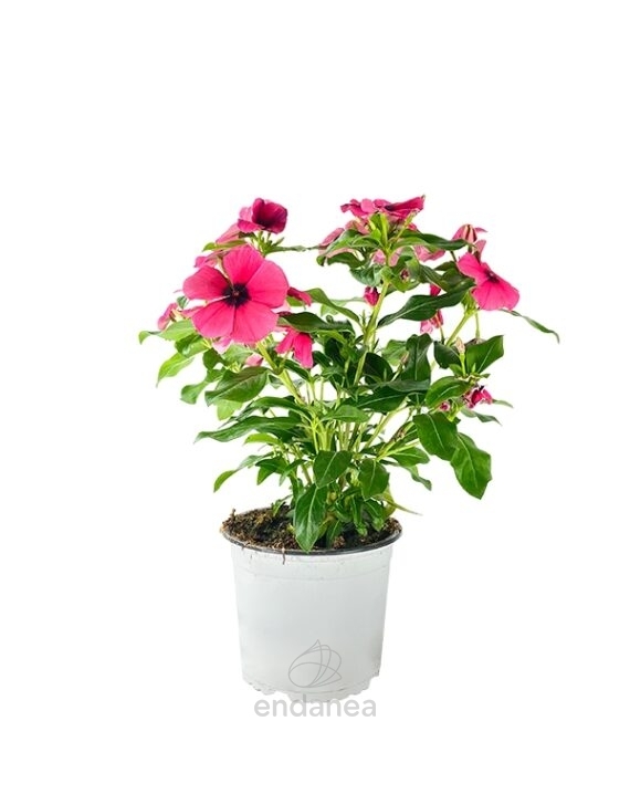 Vinca Minor Km0 Rosa