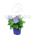 Platycodon Grandiflorus