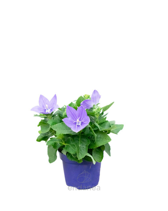 Platycodon Grandiflorus
