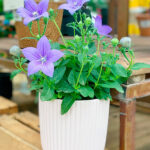 Platycodon Grandiflorus en maceta