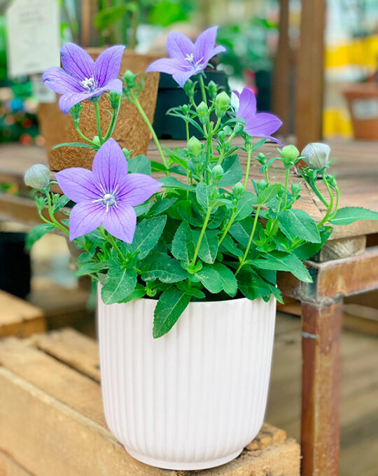 Platycodon-Grandiflorus-en-maceta