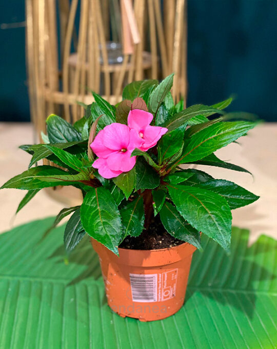 alegria-guineana-planta-de-exterior-deco