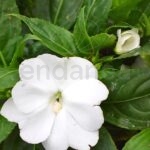 Alegría Guineana Flor Blanca Planta de Exterior