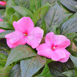 Alegría Guineana Flor Rosa Planta de Exterior