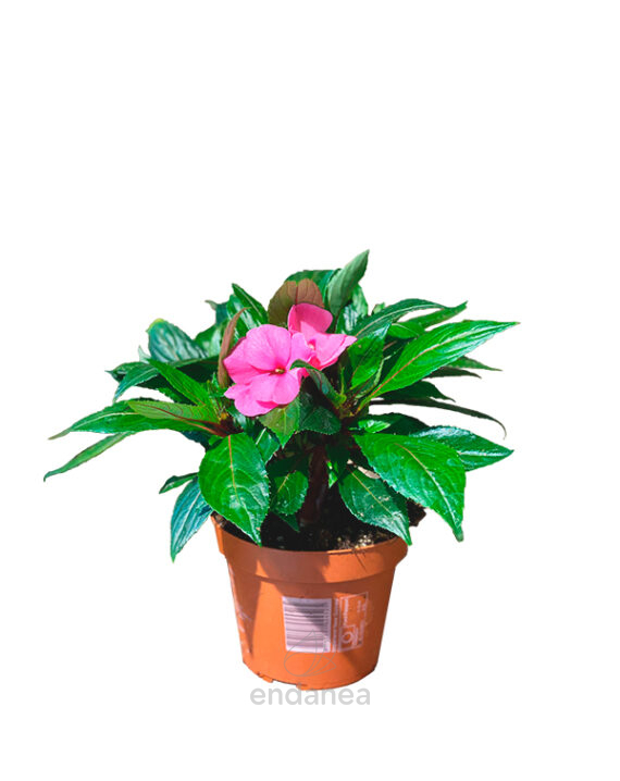 Alegría Guineana Rosa Planta de Exterior