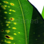 Cola de Caballo 1 L Seipasa Fungicida