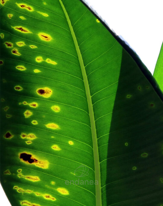 cola-de-caballo-seipasa-1l-fungicida-hoja-roya