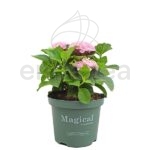 Hortensia Hydrangea Magical