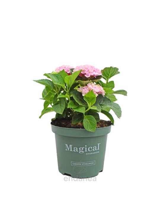 hortensia-hydrangea-magical-planta-de-exterior