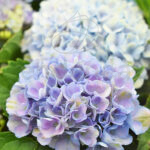 Hortensia Hydrangea Magical Azul