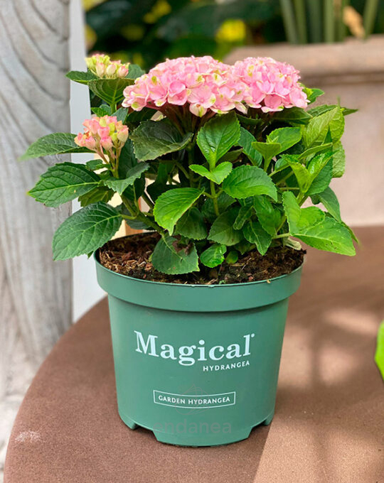 hortensia-hydrangea-magical-planta-de-exterior-decoracion