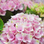 Hortensia Hydrangea Magical Rosa
