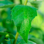 Jabón Fosfórico Limpia Melaza