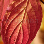 Jabón Nature con Aceite de Oliva Protecta