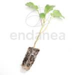 Plantel de Brócoli Plantas Hortícolas