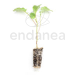 Plantel de Brócoli Plantas Hortícolas