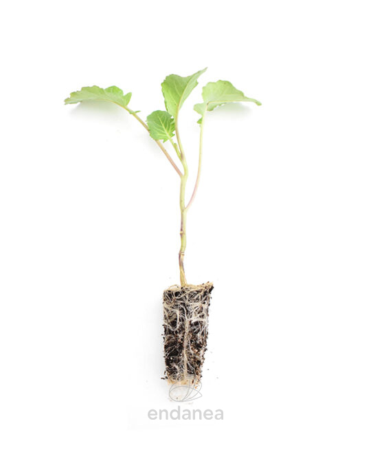 plantel-brocoli-planta-horticola