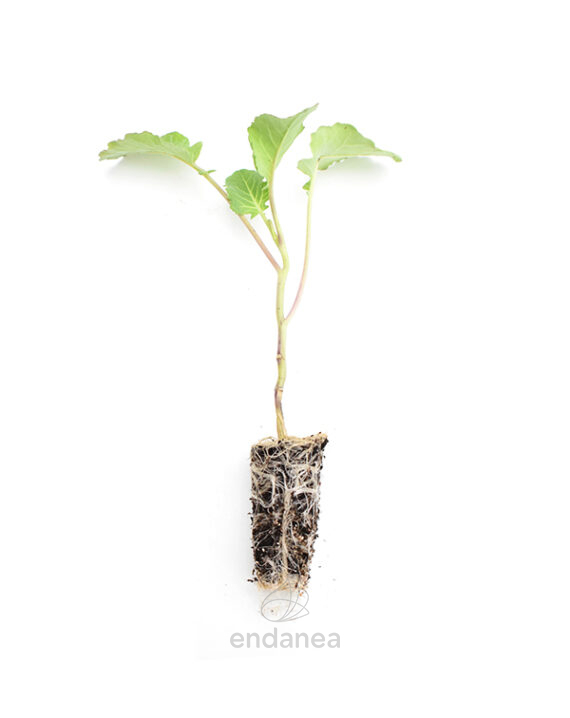 Plantel de Brócoli Plantas Hortícolas