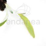 Plantel de Cardo Plantas Hortícolas