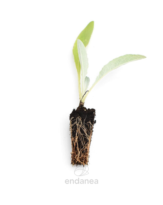 plantel-cardo-planta-horticola