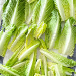 Plantel de Cogollo Lechuga Plantas Hortícolas