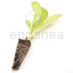 Plantel de Cogollo Lechuga Plantas Hortícolas