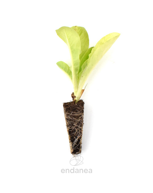 plantel-cogollo-lechuga-plantas-horticolas