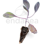 Plantel de Col Lombarda Plantas Hortícolas