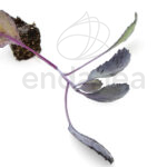 Plantel de Col Lombarda Plantas Hortícolas