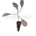 Plantel de Col Lombarda Plantas Hortícolas