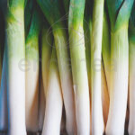 Plantel de Puerro Plantas Hortícolas