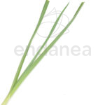 Plantel de Puerro Plantas Hortícolas