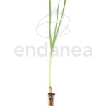 Plantel de Puerro Plantas Hortícolas