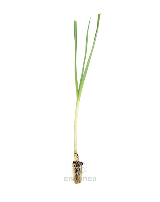 plantel-puerro-plantas-horticolas