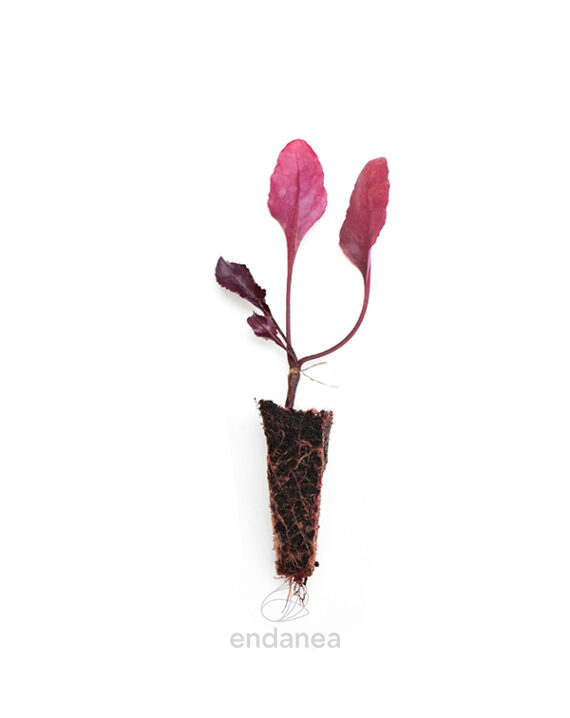 Plantel de Remolacha Plantas Hortícolas