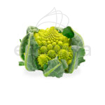 Plantel de Romanesco Plantas Hortícolas