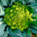 Plantel de Romanesco Plantas Hortícolas