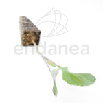 Plantel de Romanesco Plantas Hortícolas