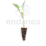 Plantel de Romanesco Plantas Hortícolas