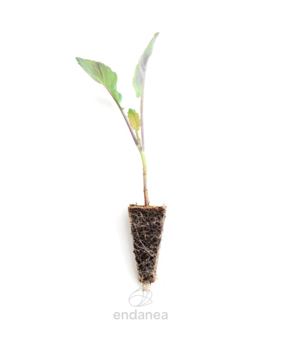 Plantel de Romanesco Plantas Hortícolas