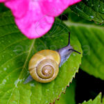 REPCAR® Anti-Caracoles y Babosas Líquido