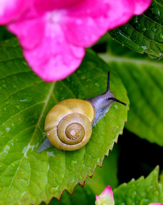 repcar-anti-caracoles-y-babosas-liquido-caracol