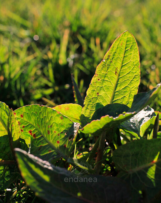 roundup-herba-45-glifosato-herbicida-total-mala-hierba