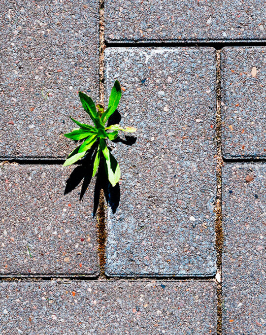 roundup-ultra-plus-36-glifosato-herbicida-total-mala-hierba