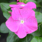 Vinca planta de exterior Fucsia