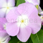Vinca planta de exterior Lila