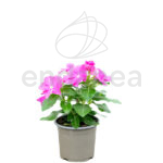 Vinca planta de exterior
