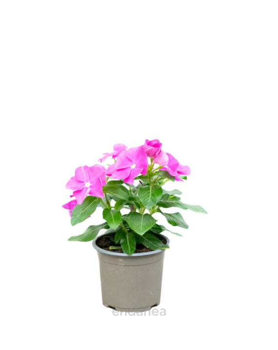 Vinca planta de exterior